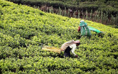 tea-harvest-gf2f808103_1920