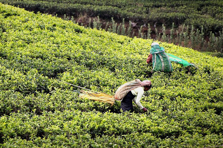 tea-harvest-gf2f808103_1920