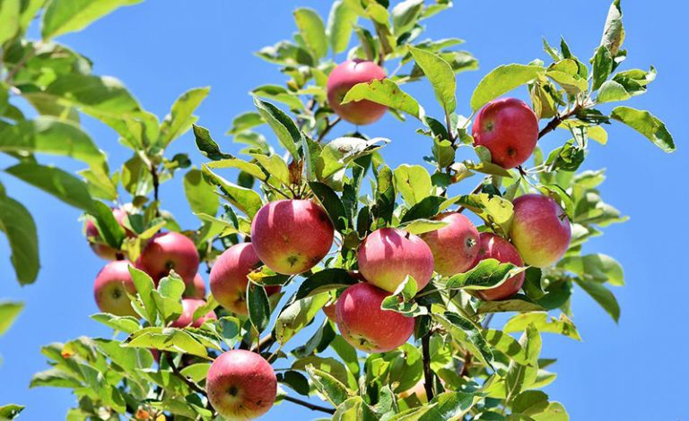 apples-3535566_960_720