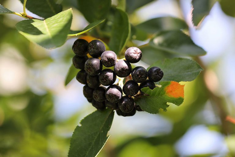 chokeberries-7325303_1920