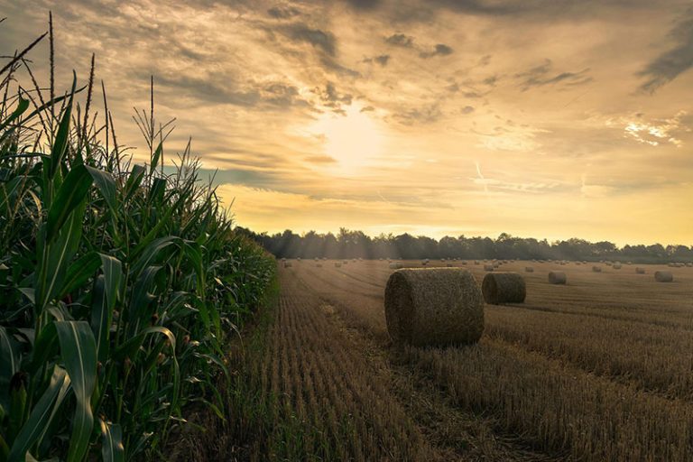 harvest-4195417_1920