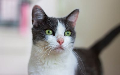 cat-7423487_1920