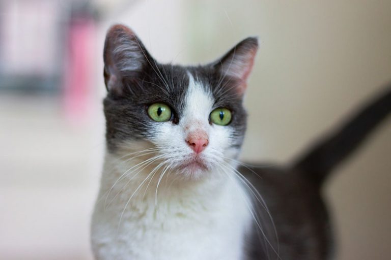 cat-7423487_1920
