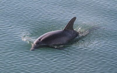 dolphin-g3a4c33b04_1920