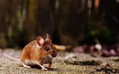 mouse-g17b5508df_1280