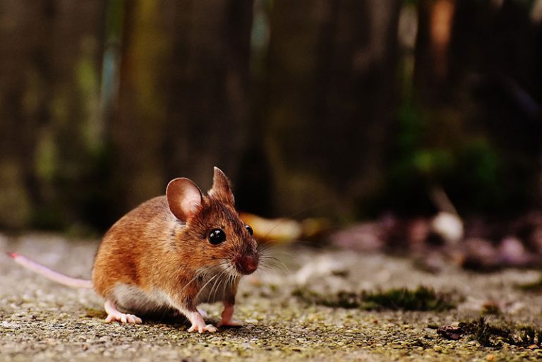 mouse-g17b5508df_1280