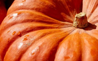 pumpkin-g34a29872c_1920