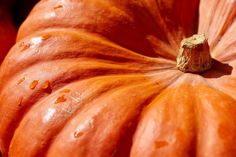 pumpkin-g34a29872c_1920