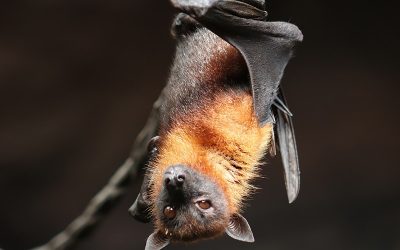 bat-4887509_960_720