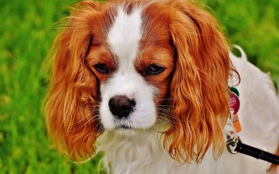 dog-g7cd0f544d_1920