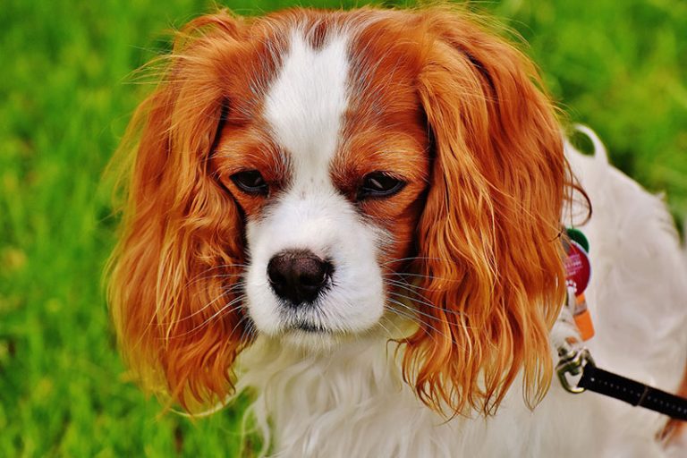 dog-g7cd0f544d_1920