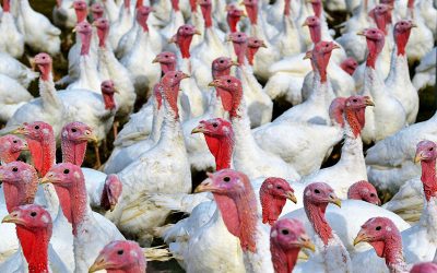 turkeys-gfcc8e10aa_1920