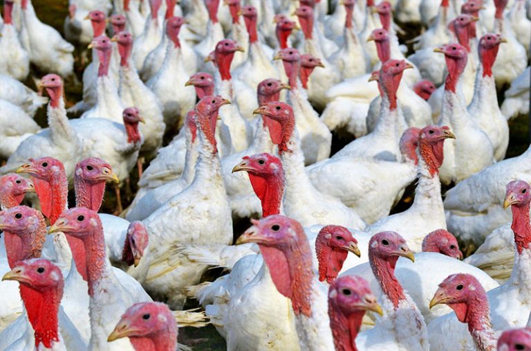 turkeys-gfcc8e10aa_1920