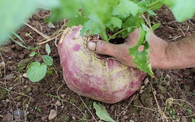 turnip-g7babb3c88_1920
