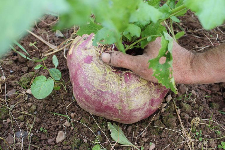 turnip-g7babb3c88_1920