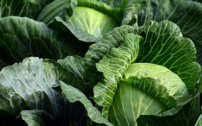 white-cabbage-2747316_960_720