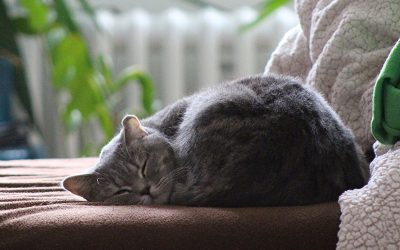 cat-g7900b73d6_1920