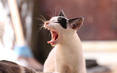 cat-g936f7d2a1_1920