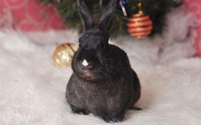 rabbit-g39a9c12eb_1920