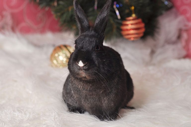 rabbit-g39a9c12eb_1920