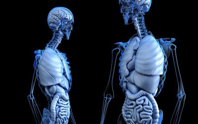anatomical-ge8be008a0_1920