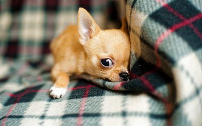 chihuahua-puppy-958203_960_720