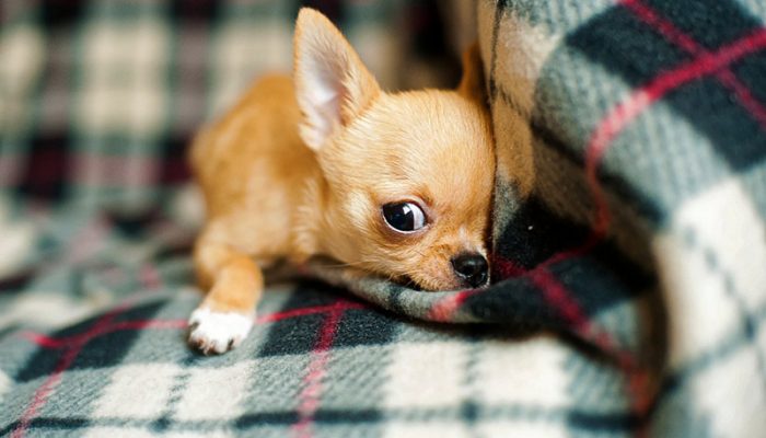 chihuahua-puppy-958203_960_720