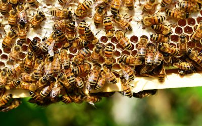 honey-bees-g53d6aa68f_1920