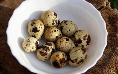 quail-eggs-g2929197ab_1920