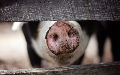 0515_ThousandsofPigs