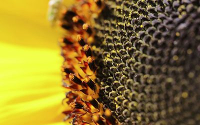 flower-gb55d46dfd_1920