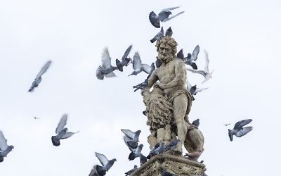 pigeons-3597609_960_720