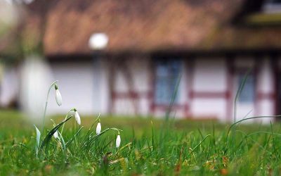 snowdrop-6101818_960_720