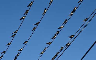 swallow-2690997_960_720