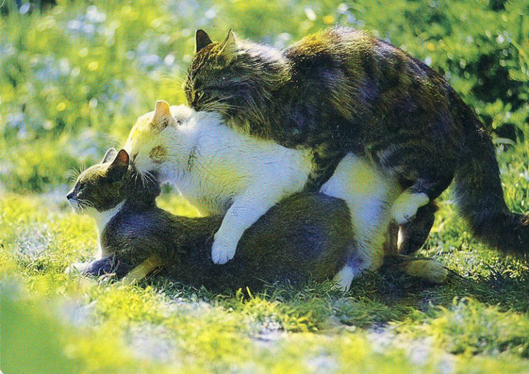 Sex-Cats