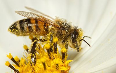 bee-7413333_960_720