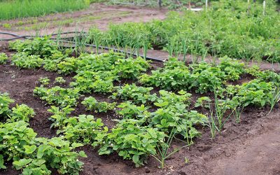 dacha-2699712_960_720