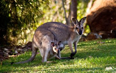 wallabies-411548_1280