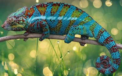 chameleon
