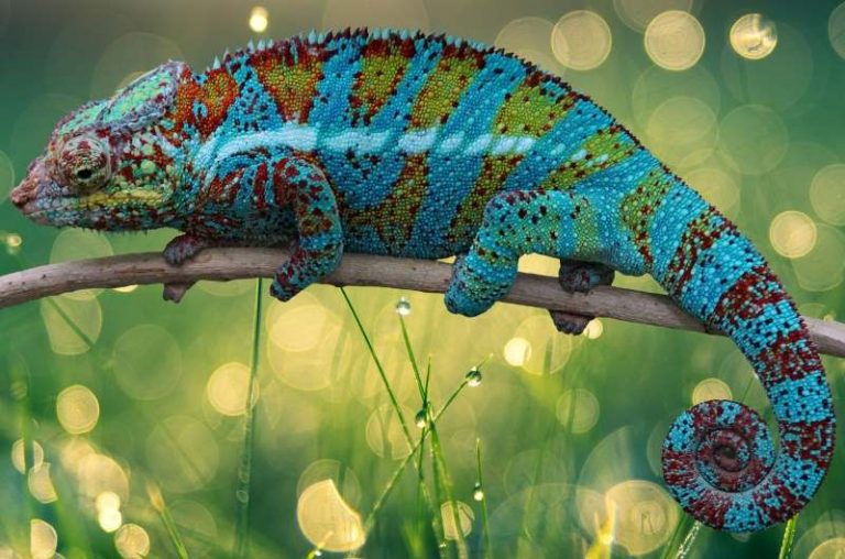 chameleon