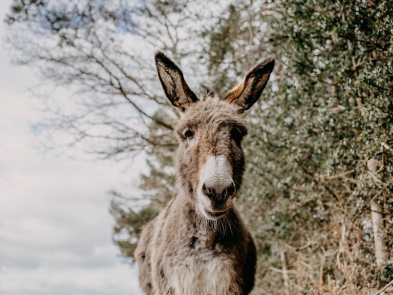 donkey