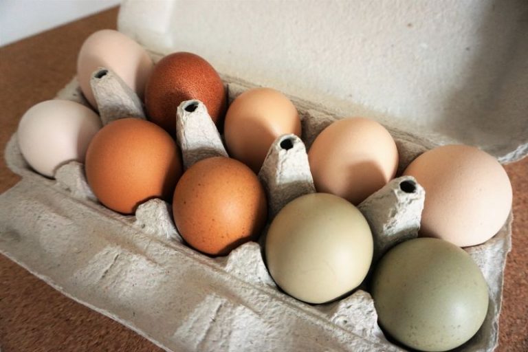 eggs