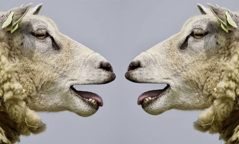 sheep