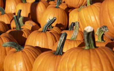 pumpkins-8287968_1280
