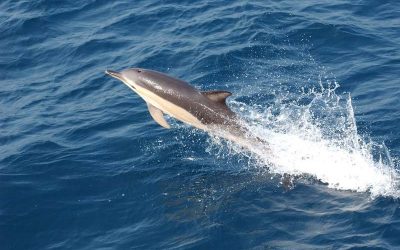 dolphin-79847_1280