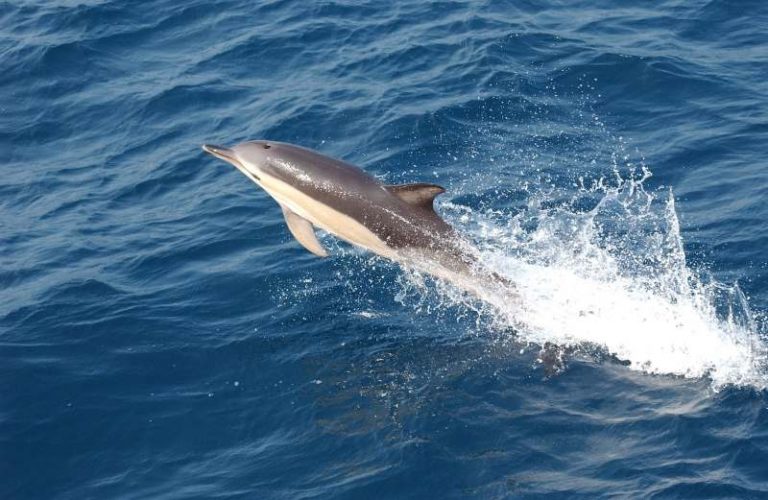 dolphin-79847_1280