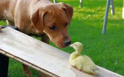 duckling-6568855_1280