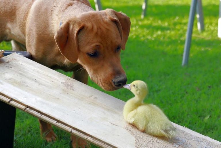 duckling-6568855_1280