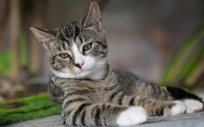 european-shorthair-8267220_1280