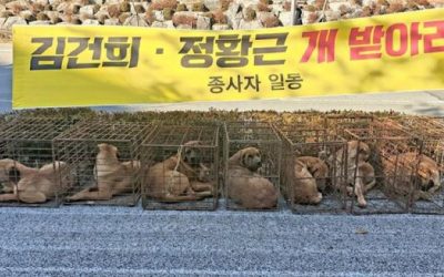 корея – собаки